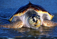 turtle