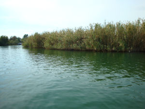 reedbed